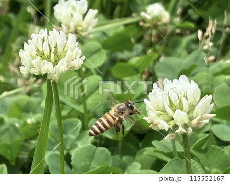 クローバーの花に蜜を集めに飛んできた可愛いみつばち クローバーの花に蜜を集めに飛んできた可愛いみつばち 115552167