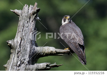 木の枝で振り向くハヤブサ成鳥 木の枝で振り向くハヤブサ成鳥 115552216