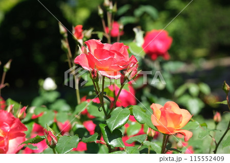バラの花の素材 バラの花の素材 115552409