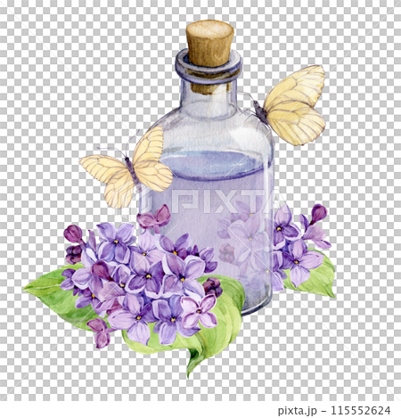 Fresh lilac flowers and a bottle of essential oil or infused water. Natural ingredient for cosmetics and perfumes. Aromatic hydrosol. Watercolor illustration with lilac syringa and white butterflies. Fresh lilac flowers and a bottle of essential oil or infused water. Natural ingredient for cosmetics and perfumes. Aromatic hydrosol. Watercolor illustration with lilac syringa and white butterflies. 115552624