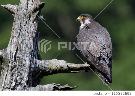 木の枝に止まるハヤブサ成鳥 115552692