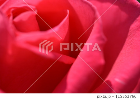 満開のバラ 115552766