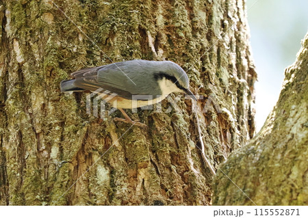 ゴジュウカラ 115552871