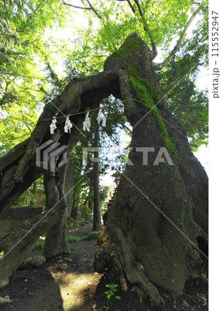 古木に宿る神聖な力:白紙に託された願いのしめ縄 古木に宿る神聖な力:白紙に託された願いのしめ縄 115552947