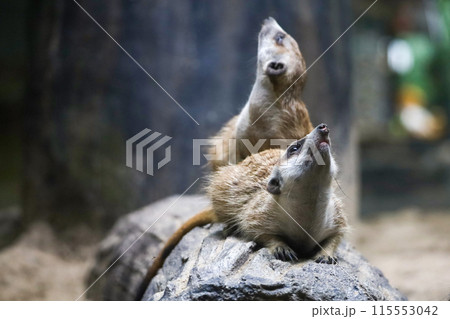 The meerkat is stay with group and rest 115553042