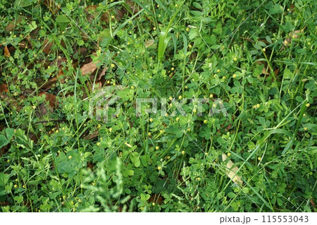 コメツブウマゴヤシ 115553043