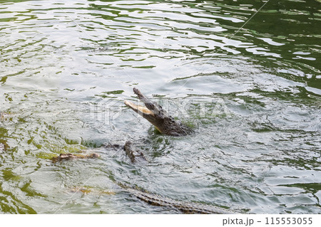 Close up salt crocodile is show action jump on river Close up salt crocodile is show action jump on river 115553055
