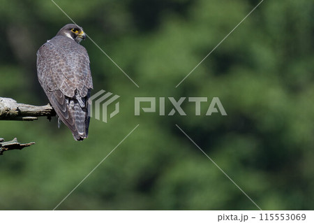 枝に止まるハヤブサ成鳥 枝に止まるハヤブサ成鳥 115553069