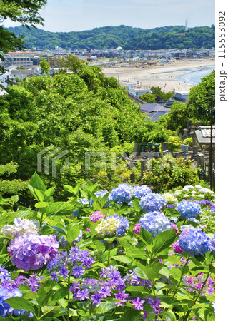 【鎌倉市】紫陽花が咲く成就院 115553092