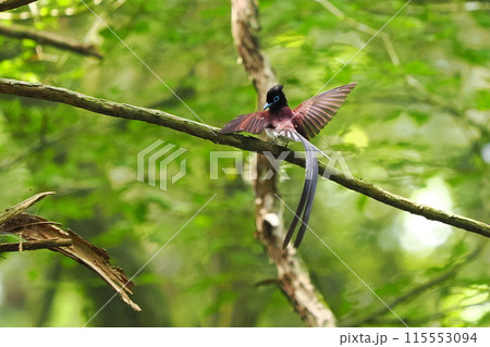 長い尾羽のサンコウチョウ雄の見返り美人 長い尾羽のサンコウチョウ雄の見返り美人 115553094
