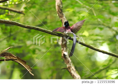 長い尾羽のサンコウチョウ雄の見返り美人 115553096