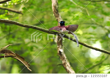長い尾羽のサンコウチョウ雄の見返り美人 長い尾羽のサンコウチョウ雄の見返り美人 115553107