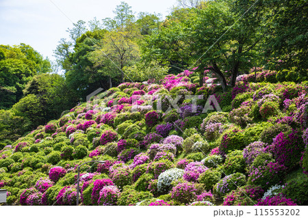 【京都風景】蹴上浄水場のつつじ 115553202