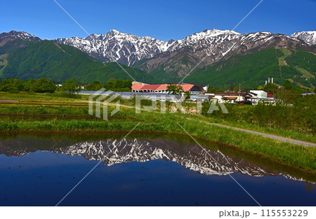 五月の白馬　田園に映える朝の北アルプス 115553229