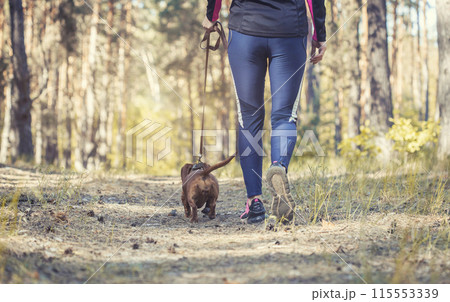 red Dachshund dog walking with his owner in a pine forest red Dachshund dog walking with his owner in a pine forest 115553339