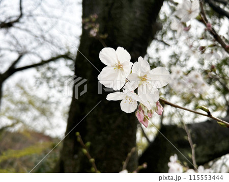 愛知県東海市聚楽園の桜 115553444