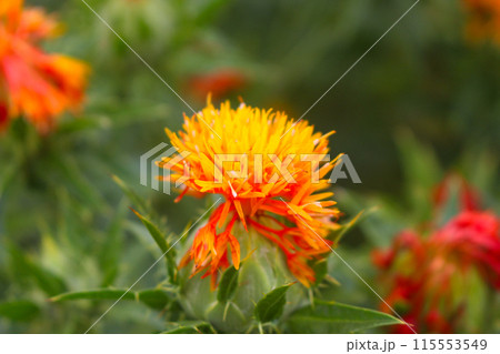 紅花 紅花 115553549