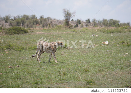 アフリカのサファリに生息する獲物を狙っているチーター 115553722