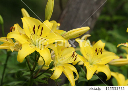 初夏の庭園黄色い百合満開　初夏の風景 115553783