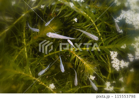 メダカ　ビオトープ 115553798