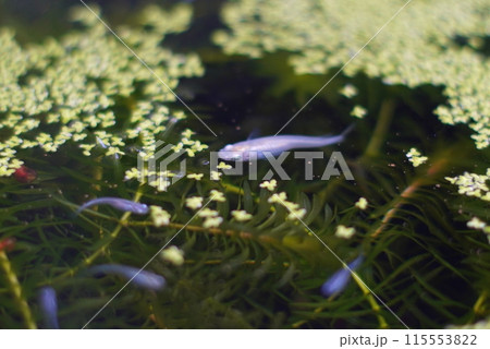 メダカ　ビオトープ 115553822