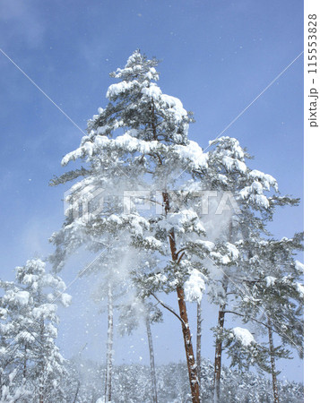 冬の雪に覆われた木々 冬の雪に覆われた木々 115553828