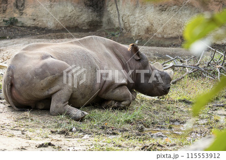 ヒガシクロサイ 115553912