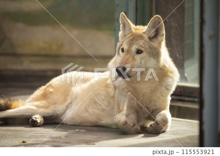 チュウゴクオオカミ 115553921