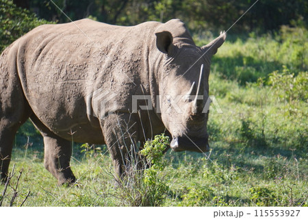 アフリカのサファリに生息するサイ アフリカのサファリに生息するサイ 115553927