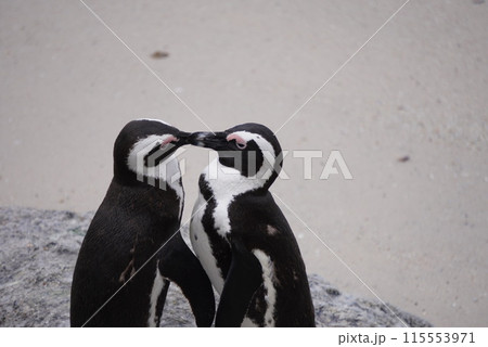 イチャイチャしている可愛いペンギンカップル イチャイチャしている可愛いペンギンカップル 115553971