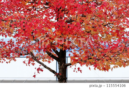 街中の紅葉燃えるもみじ 115554106