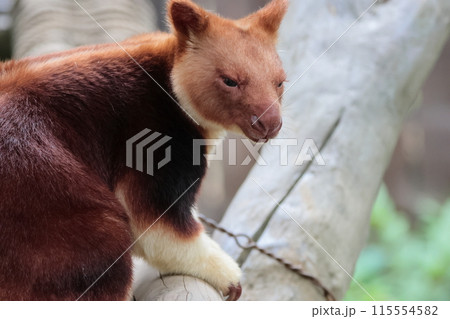 セスジキノボリカンガルー セスジキノボリカンガルー 115554582