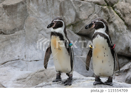 フンボルトペンギン 115554709