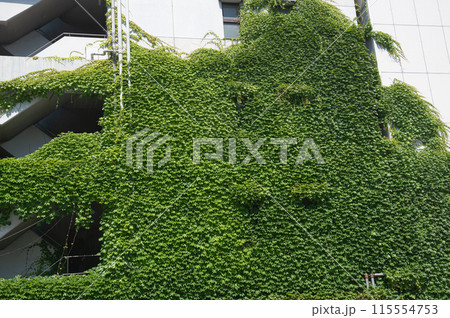 ツタに覆われた壁面 ツタに覆われた壁面 115554753