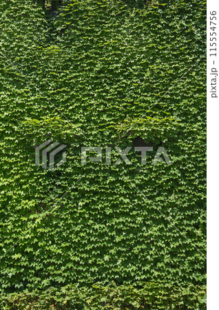 ツタに覆われた壁面 ツタに覆われた壁面 115554756