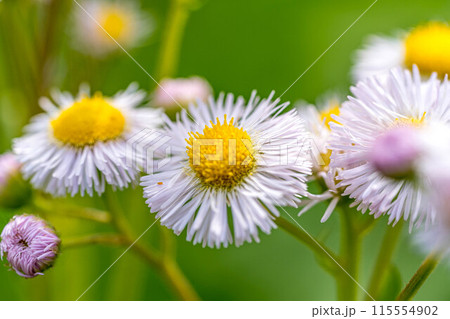 爽やかな風~揺れるハルジオン~ 爽やかな風~揺れるハルジオン~ 115554902