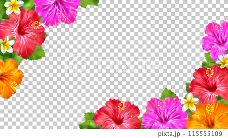 Hibiscus and plumeria summer frame background 16:9 Hibiscus and plumeria summer frame background 16:9 115555109