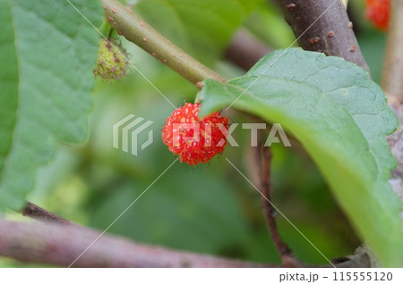 コウゾの実 115555120