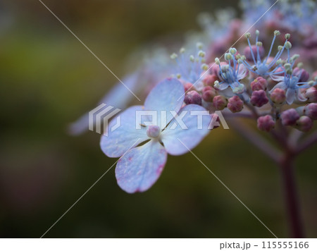 6月に咲き始めた青くて美しいアジサイの花 115555166