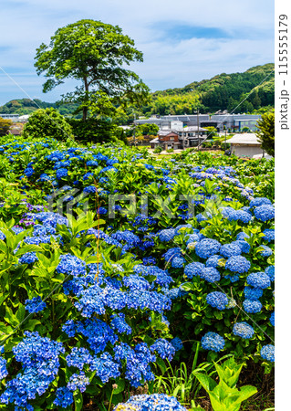 社が丘花園のアジサイ(紫陽花)【長崎市】 社が丘花園のアジサイ(紫陽花)【長崎市】 115555179
