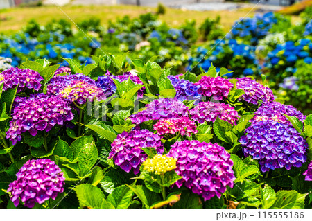 社が丘花園のアジサイ(紫陽花)【長崎市】 社が丘花園のアジサイ(紫陽花)【長崎市】 115555186