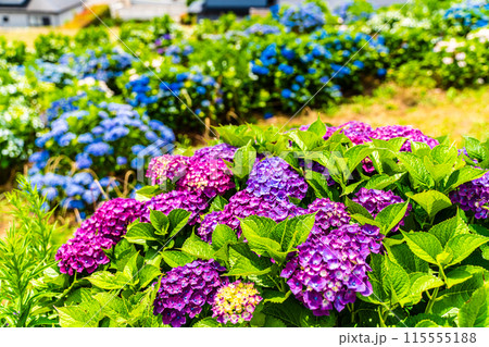 社が丘花園のアジサイ（紫陽花）【長崎市】 115555188