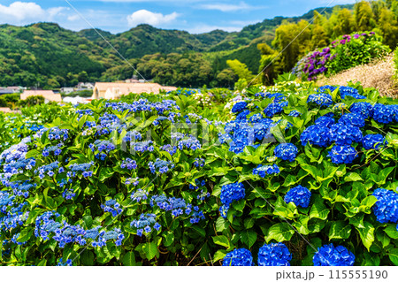 社が丘花園のアジサイ(紫陽花)【長崎市】 社が丘花園のアジサイ(紫陽花)【長崎市】 115555190