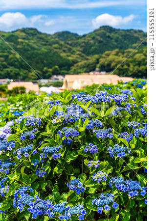 社が丘花園のアジサイ（紫陽花）【長崎市】 115555191