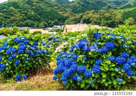 社が丘花園のアジサイ(紫陽花)【長崎市】 社が丘花園のアジサイ(紫陽花)【長崎市】 115555192