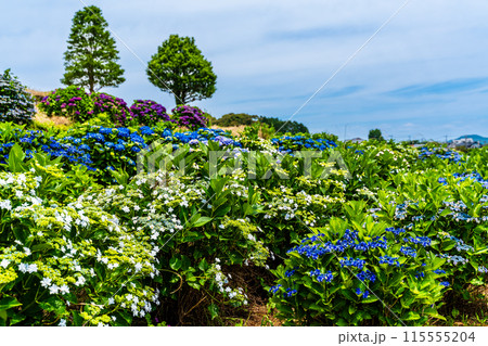 社が丘花園のアジサイ(紫陽花)【長崎市】 社が丘花園のアジサイ(紫陽花)【長崎市】 115555204