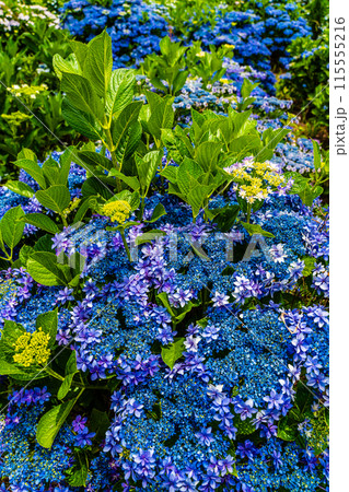 社が丘花園のアジサイ（紫陽花）【長崎市】 115555216