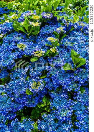 社が丘花園のアジサイ(紫陽花)【長崎市】 社が丘花園のアジサイ(紫陽花)【長崎市】 115555220