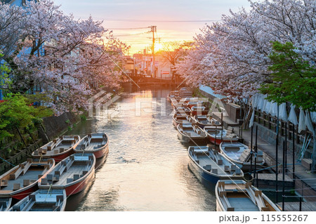 Suigo river with boats and sakura tunnel at sunset, Yanagawa 115555267