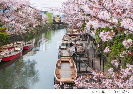 Top view cityscape of boats on Suigo river and cherry blossom, Yanagawa 115555277